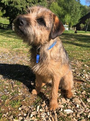 George the Border Terrier, Wairarapa Handyman mascot